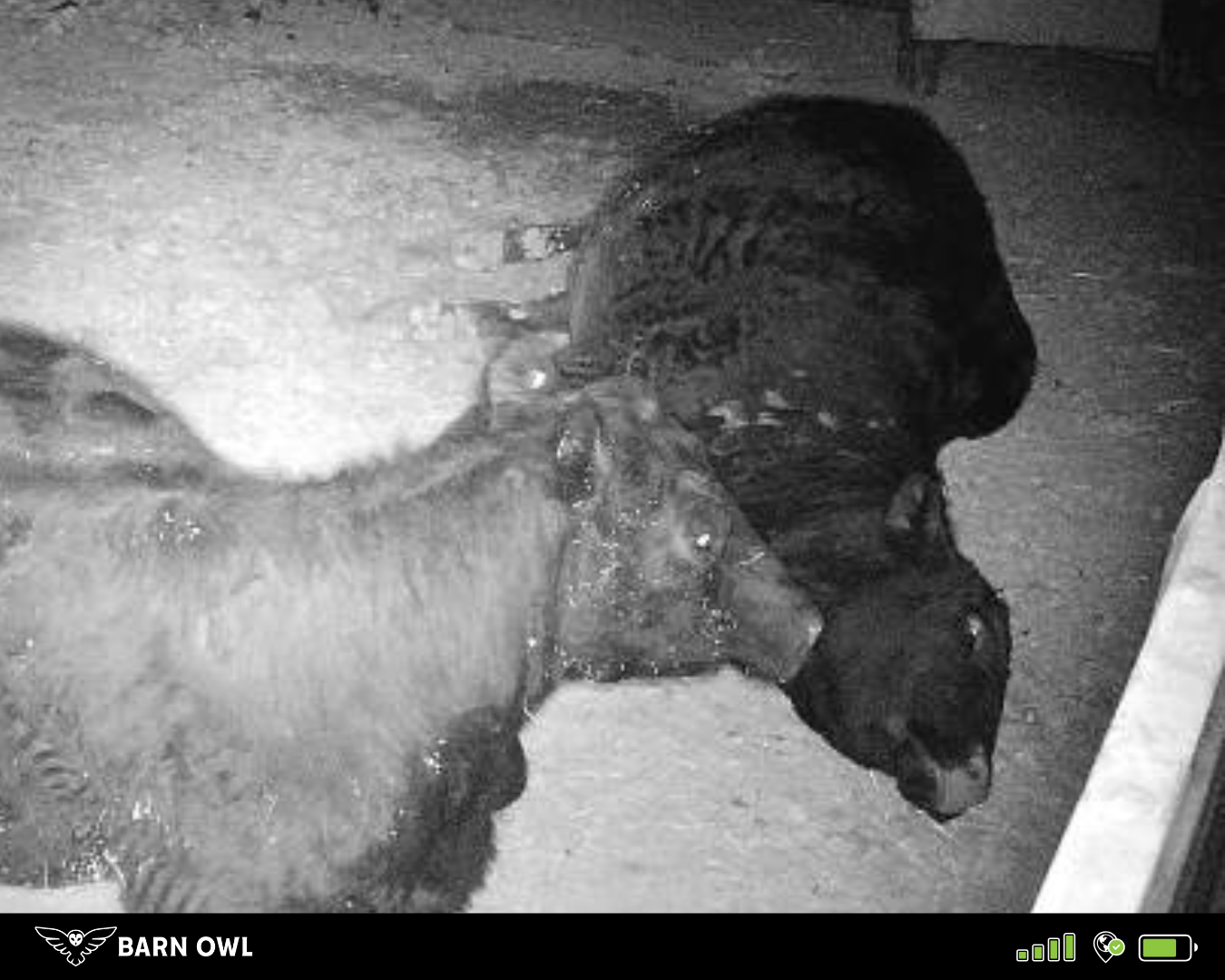 Night vision catching early calving signs
